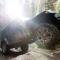 BFGoodrich BFG All-Terrain T/A KO2 Tire 35X12.50R17/E 700858